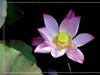 夏荷-2