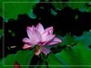 夏荷-2
