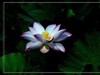 夏荷-2