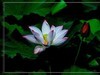 夏荷-2