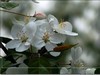 春花秋赏（三）