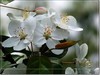 春花秋赏（三）