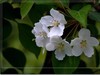 春花秋赏（三）