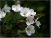 春花秋赏（三）