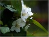 春花秋赏（三）