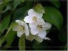 春花秋赏（三）