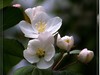 春花秋赏（三）