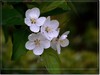 春花秋赏（三）