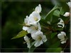 春花秋赏（三）