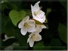 春花秋赏（三）