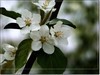 春花秋赏（三）