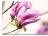 紫玉兰2016—（1）