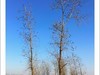 【手机摄影】田园风光