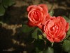 月季花——自定义“照片风格”拍摄习作