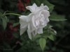 月季花——自定义“照片风格”拍摄习作