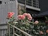 月季花——自定义“照片风格”拍摄习作