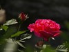 月季花——自定义“照片风格”拍摄习作