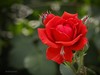 月季花——自定义“照片风格”拍摄习作