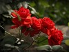 月季花——自定义“照片风格”拍摄习作