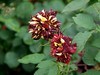 月季花