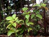 SE   二月花  随拍
