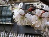 SE   二月花  随拍