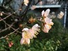 SE   二月花  随拍