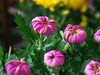 k32+宾得A35-70/4拍菊花