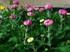 k32+宾得A35-70/4拍菊花