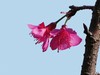 樱花迎春