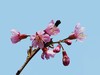 樱花迎春