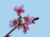 樱花迎春