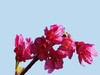 樱花迎春