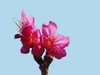 樱花迎春