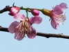 樱花迎春