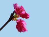 樱花迎春
