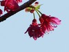 樱花迎春
