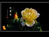 舞光弄影的月季花