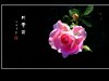 舞光弄影的月季花