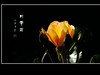 舞光弄影的月季花
