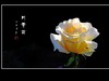 舞光弄影的月季花