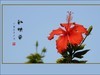 红红火火的扶桑花