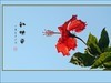 红红火火的扶桑花