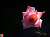 [2017年第三帖]月季花