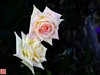 [2017年第三帖]月季花
