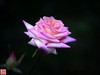 [2017年第三帖]月季花