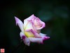 [2017年第三帖]月季花