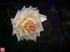 [2017年第三帖]月季花