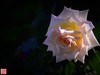 [2017年第三帖]月季花