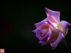 [2017年第三帖]月季花